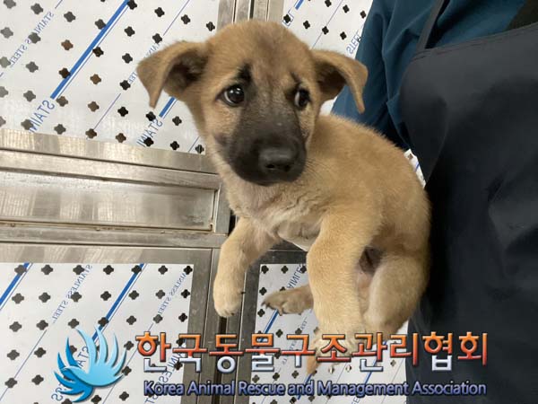 한국동물구조관리협회_441560202401021